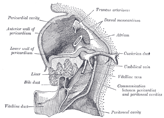 Fig. 1088