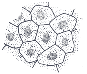 Fig. 1094