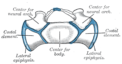 Fig. 110