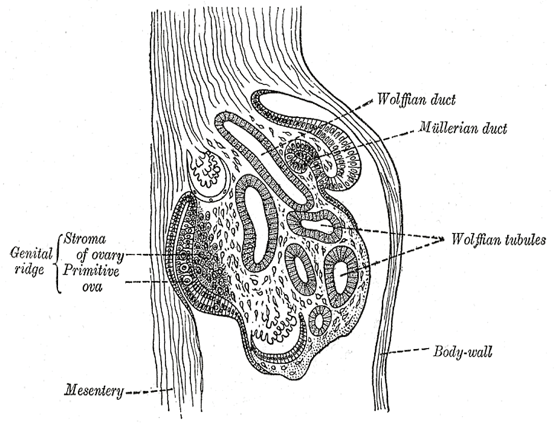 Fig. 1106
