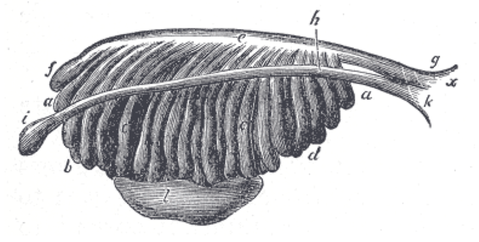 Fig. 1107