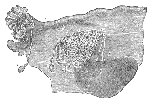 Fig. 1108