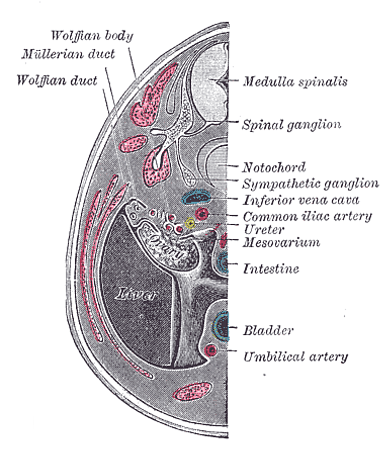 Fig. 1111