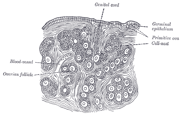 Fig. 1113