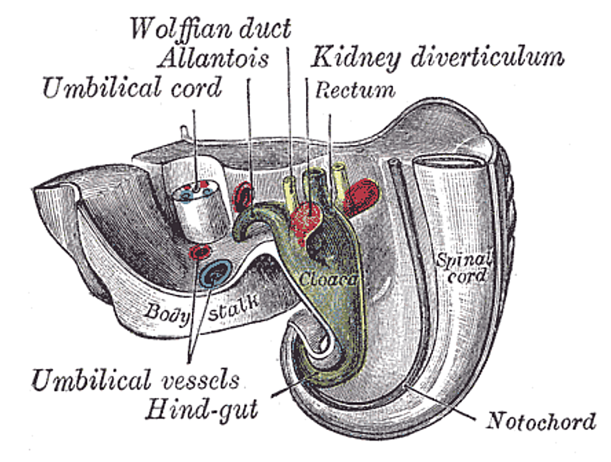 Fig. 1115