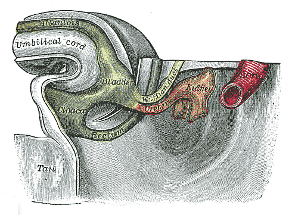 Fig. 1116