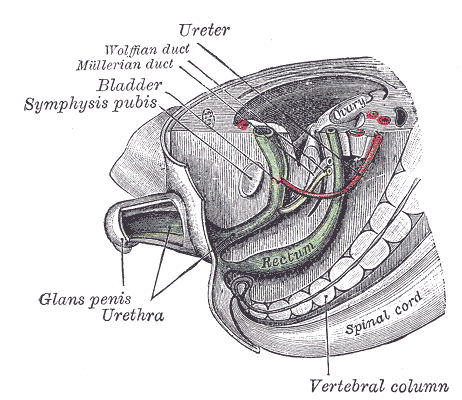 Fig. 1117