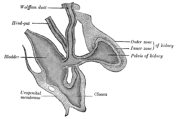 Fig. 1118