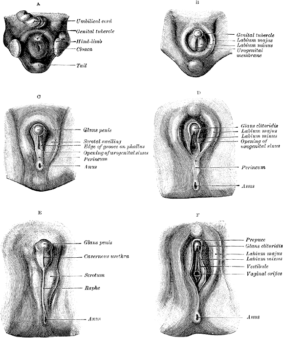 Fig. 1119