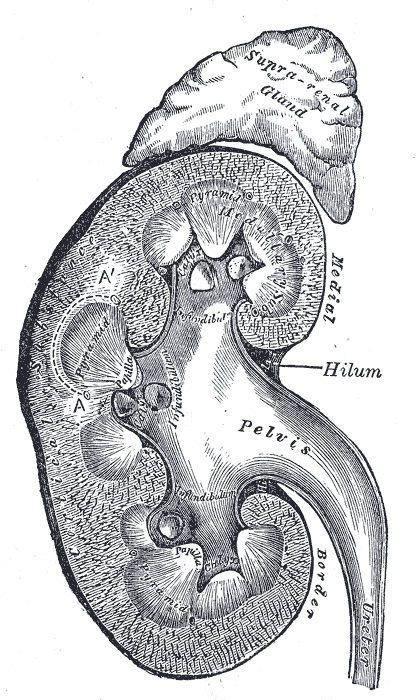 Fig. 1127