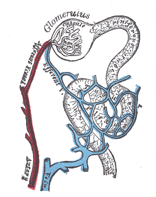 Fig. 1129