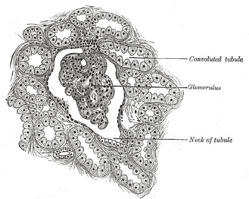 Fig. 1132