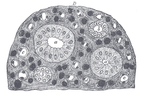 Fig. 1133