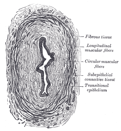 Fig. 1134