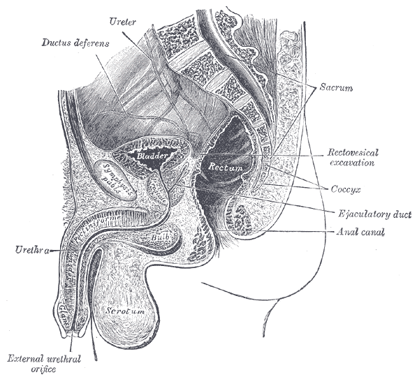 Fig. 1135