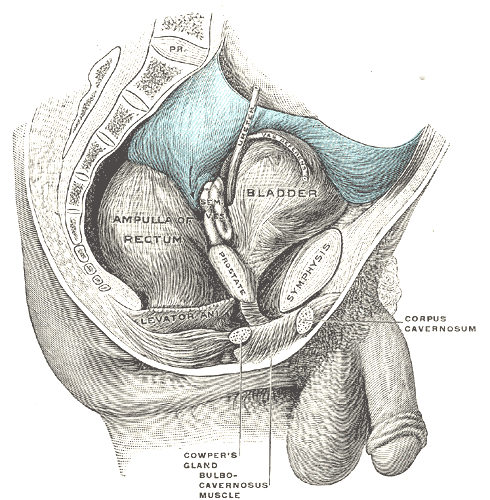 Fig. 1136