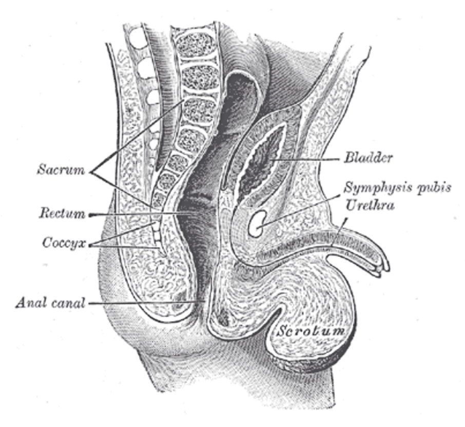Fig. 1137