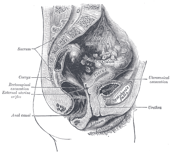 Fig. 1139