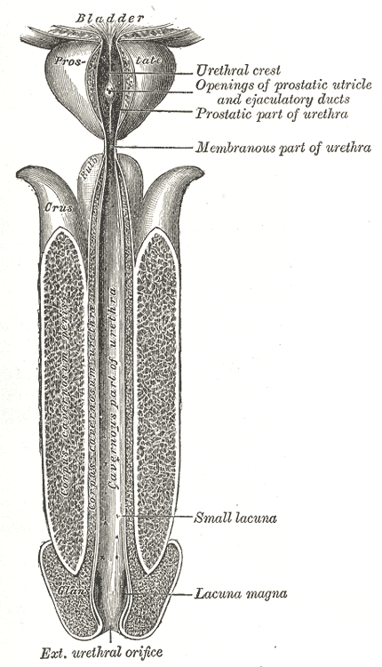 Fig. 1142