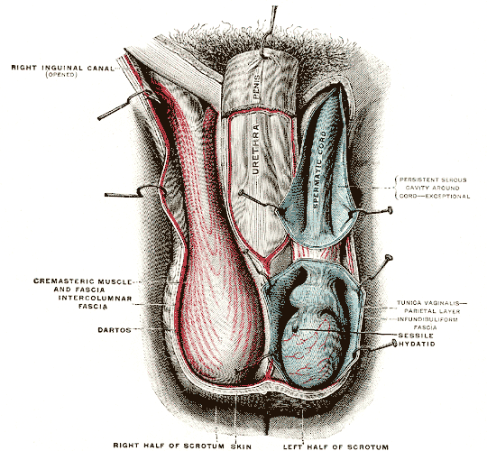 Fig. 1143