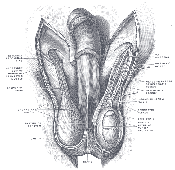 Fig. 1144