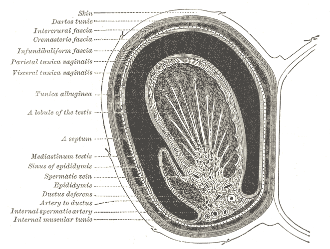 Fig. 1145
