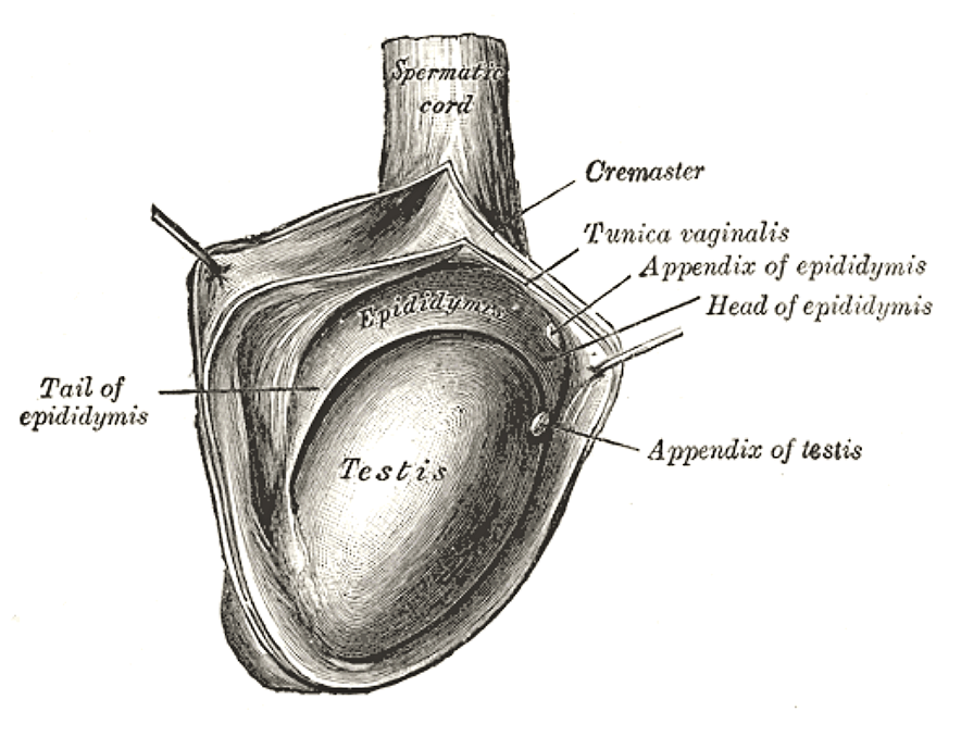 Fig. 1148
