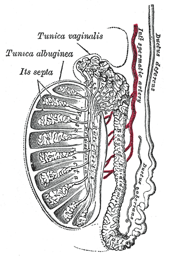 Fig. 1149