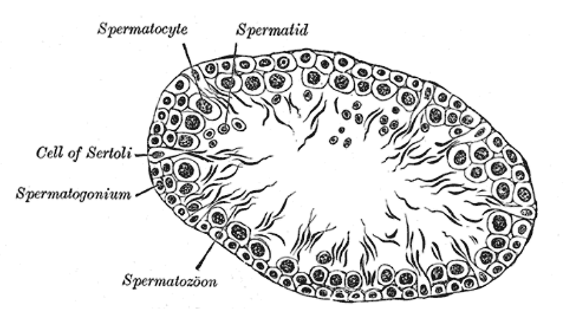 Fig. 1150