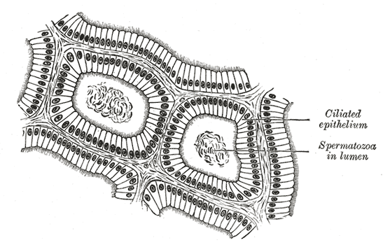 Fig. 1151