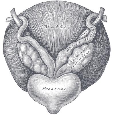 Fig. 1152