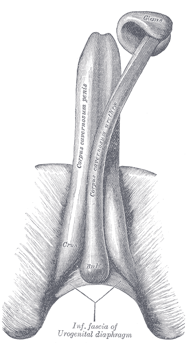 Fig. 1154