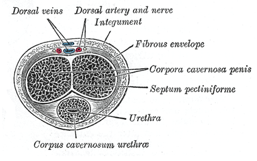 Fig. 1155