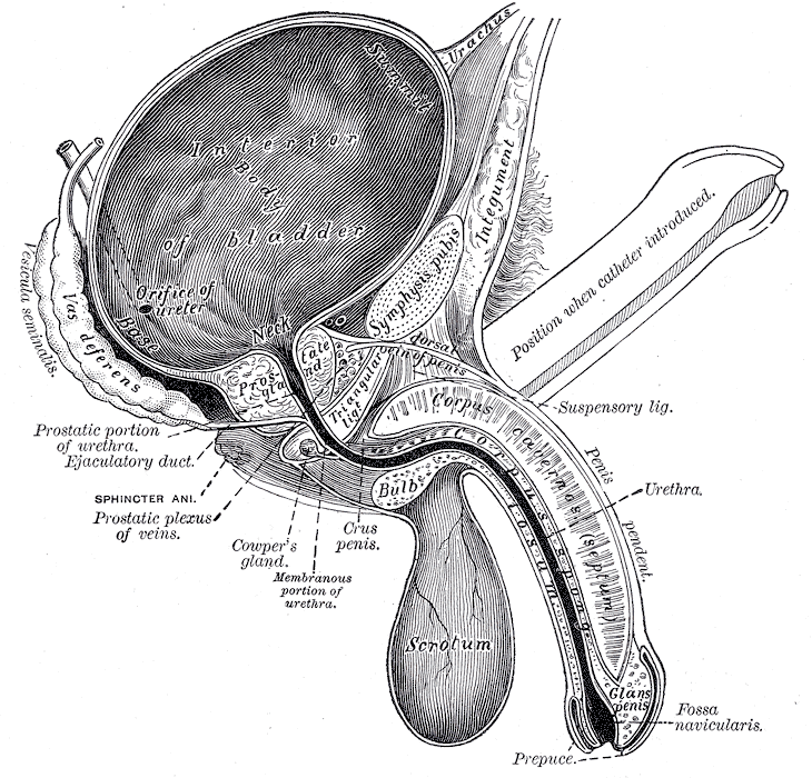 Fig. 1156