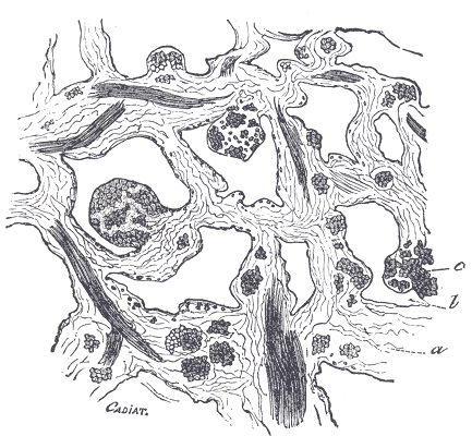 Fig. 1157