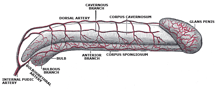 Fig. 1158