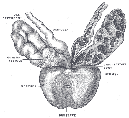 Fig. 1160