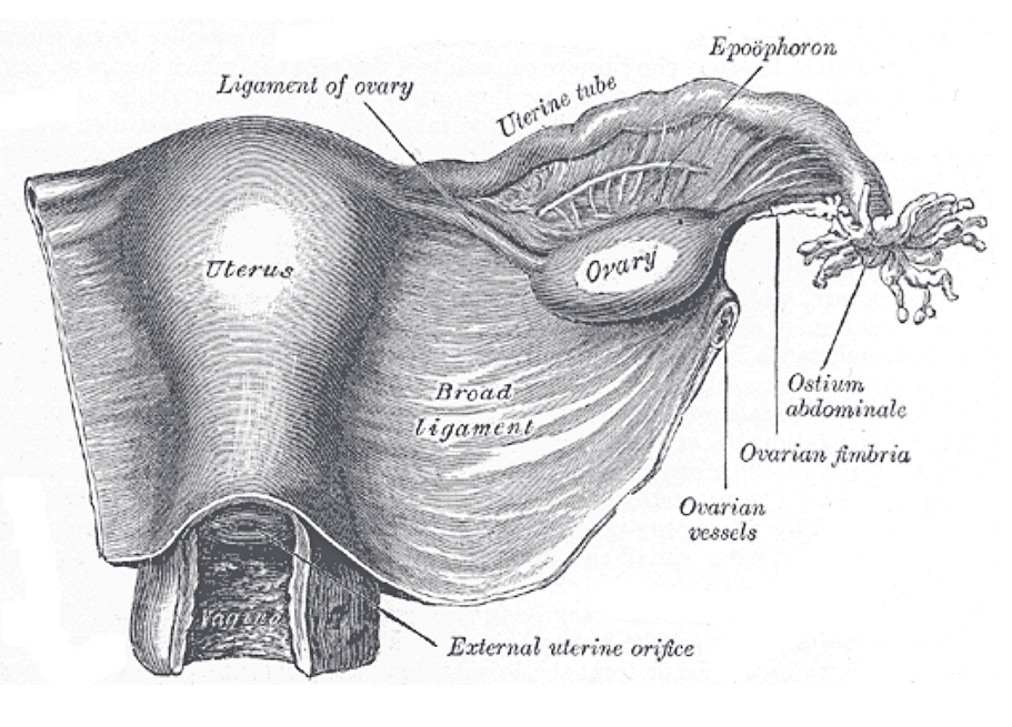 Fig. 1161