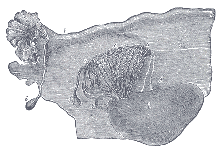 Fig. 1162