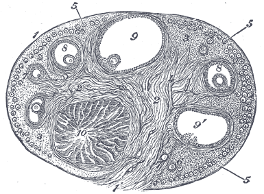 Fig. 1163