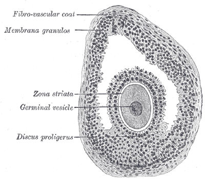 Fig. 1164