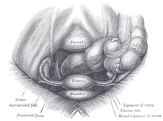 Fig. 1165