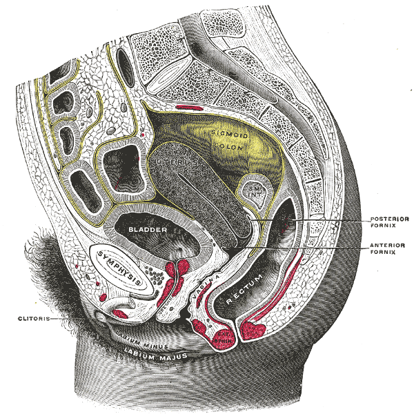 Fig. 1166