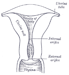 Fig. 1167