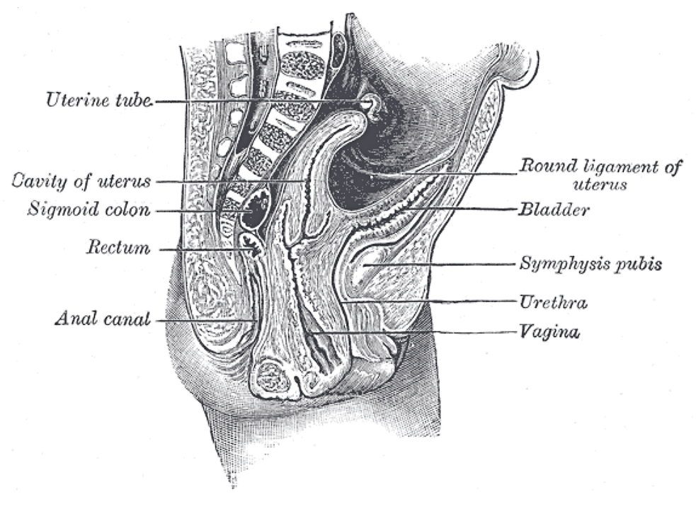 Fig. 1168