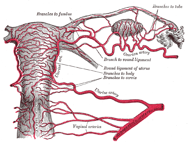 Fig. 1170