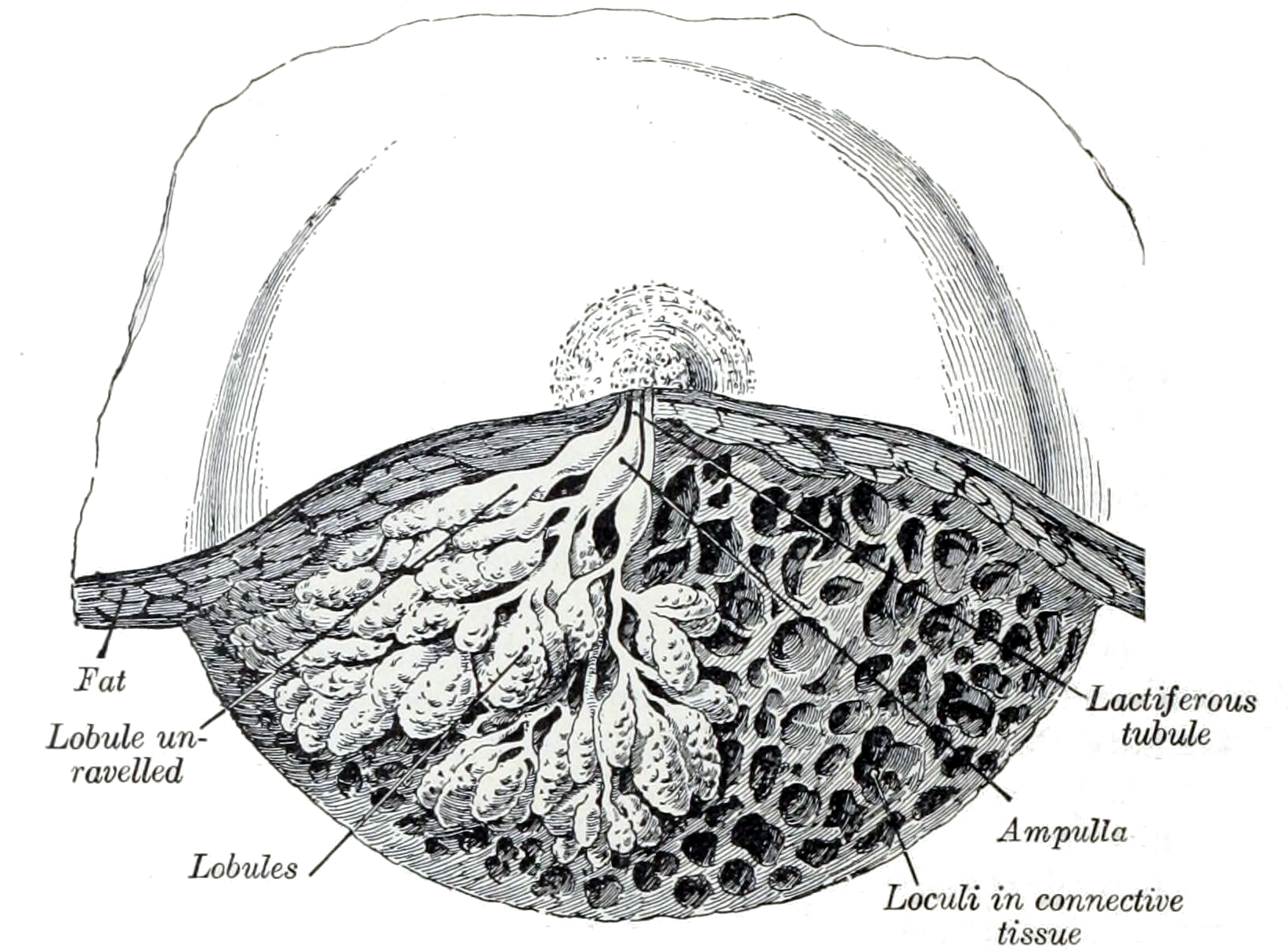 Fig. 1172