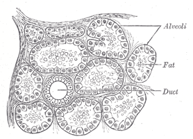 Fig. 1173