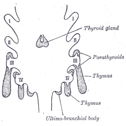 Fig. 1175