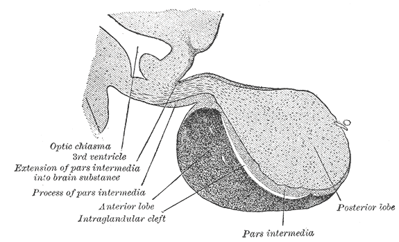 Fig. 1181